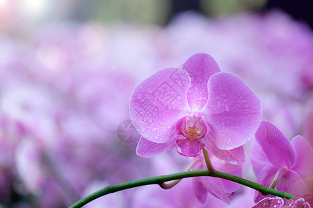 兰花 ch香水香味宏观礼物紫色猫头鹰植物学香草热带背景背景图片