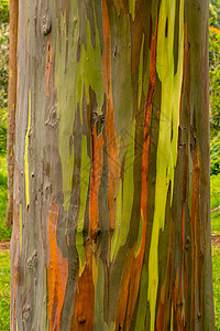 树皮贴图彩虹桉树夏威夷高清图片