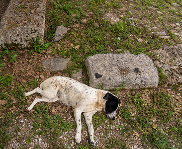 在希腊奥林匹亚首届奥林匹克运动会现场睡觉的狗狗背景图片