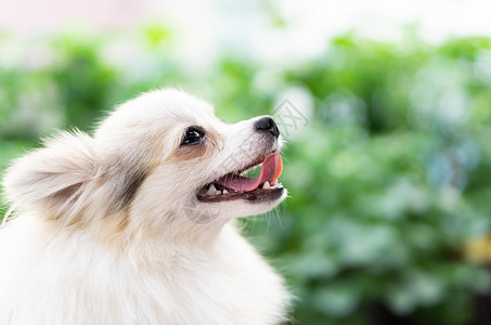 近身可爱的罗马小狗 寻找一些快乐的感觉背景图片