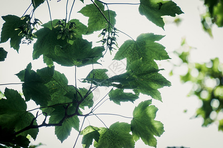 夏日阳光照亮的西卡摩树叶叶子宏观植物公园墙纸环境绿色植物学太阳梧桐树背景图片