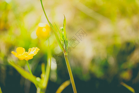 紧贴着一朵普通的蝴蝶花植物花瓣黄色叶子荒野草地植物学场地毛茛绿色背景图片