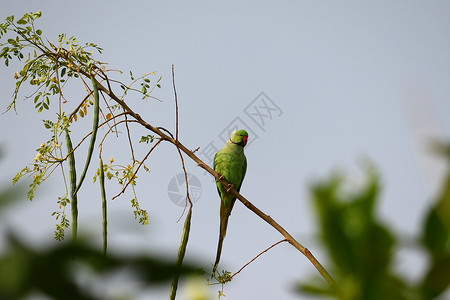 鹦鹉高清素材坐在木棍树枝上 印度印第安人国际协会背景