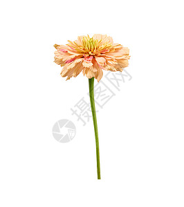 雏菊花瓣白底孤立的银尼亚开花的粉红芽粉色植物学叶子花瓣植物花束植物群雏菊宏观圆圈背景