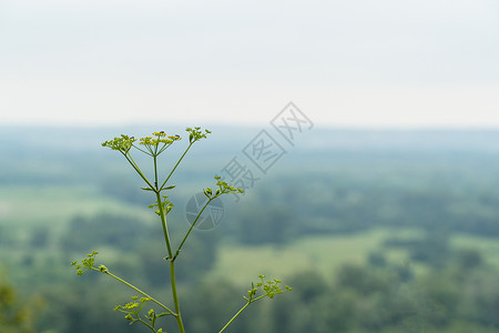 欧蓍草自然背景上的箭纹树枝植物宏观花园森林天空晴天环境公园季节场地背景