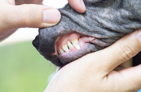 狗牙缝合 有塔塔 宠物保健概念兽医诊所棕色打扫犬类牙医医院动物粘液检查背景图片