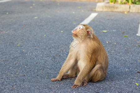 坐在卡奥朗山路上的马卡克猴子高清图片