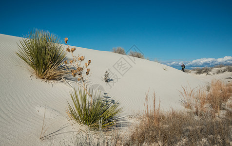 白沙国家纪念碑中生长的Yucca植物沙漠植物群水晶石膏公园纪念碑涟漪蓝色荒野侵蚀背景图片