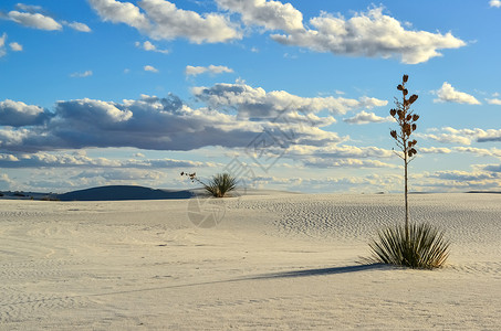 西南沙漠植物群水晶高清图片