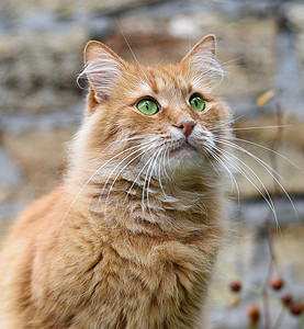街上一只小红猫的肖像毛皮头发哺乳动物宠物乐趣小猫橙子动物红色虎斑背景图片