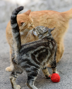 两只年轻的红猫和条纹小猫 彼此对立哺乳动物宠物灰色跑步眼睛红色虎斑猫科动物毛皮背景图片