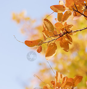 黄栌树秋天科蒂纳斯可吉格里亚的橙叶晴天花园叶子黄栌季节植物学橙子活力森林公园背景