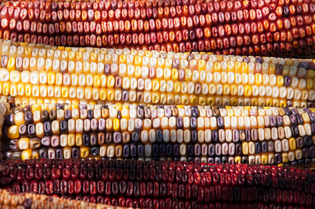 玉米玉米感恩农场农业蔬菜花园作物背景图片