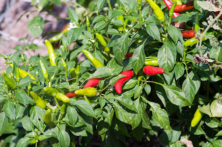 辣椒胡椒生长蔬菜花园农业企业健康植物食物背景图片