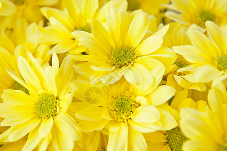 紧紧的花朵植物植物群黄色植物学花瓣背景图片