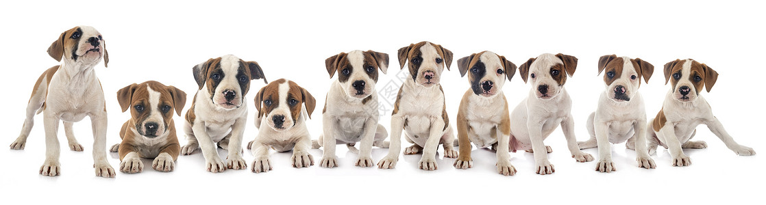 小小狗美洲斗牛犬动物棕色团体双色工作室宠物斗牛犬白色背景图片