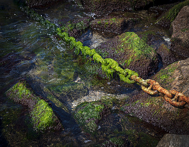 生锈的链条长得过多 有绿藻树枝从海中出来背景图片