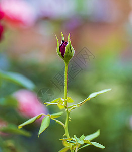 红玫瑰芽 花园里有绿叶子背景图片