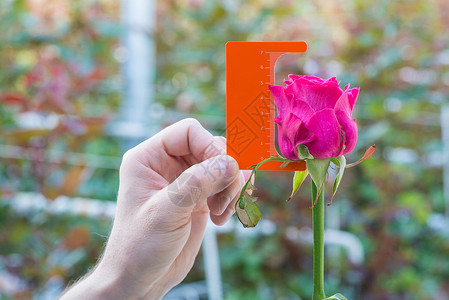 玫瑰高度具有测量比例的花朵厘米卡片玫瑰花瓣质量检查温室工具男人高度仪表背景