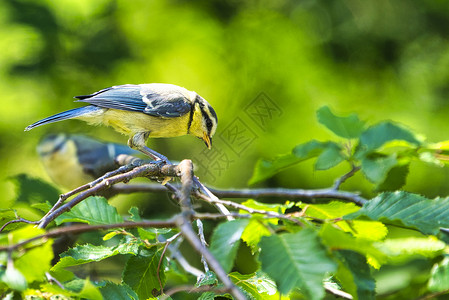 大踏在树上绿色单只鸟山雀黄色动物野生动物鸣禽俘虏背景图片