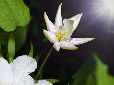 在阳光下的花园里 盛开的白薄膜背景图片