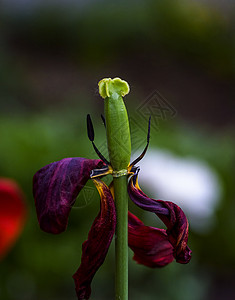 淡色红色郁金香上的绿虫背景图片