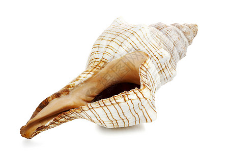 白灼海螺白贝壳甲壳贝类海洋生物生活生物学海洋漩涡纪念品白色宏观背景