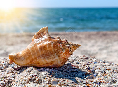 沙滩上的贝壳生物海洋海滩生活天空野生动物头盔太阳动物背景图片