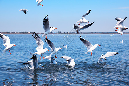 飞越水面的白海鸥;高清图片