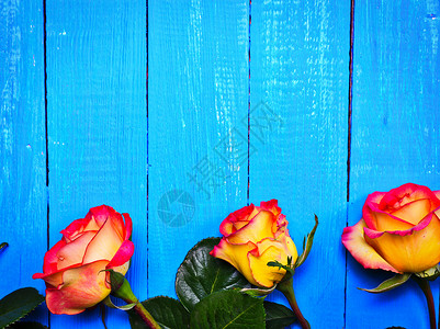 三朵蓝色木制背景的黄红玫瑰背景图片