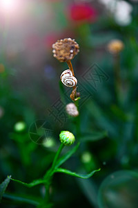 花的蜗牛图片