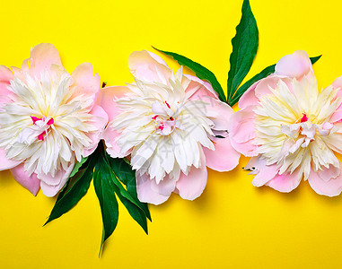 三个黄色背景的粉红花朵萌芽植物背景图片