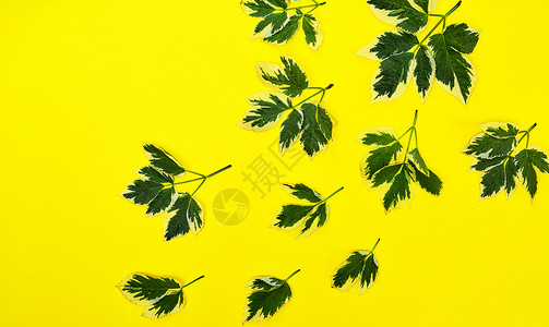 黄色背景摘要 B植物绿色背景图片