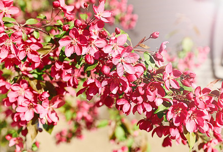 红樱花花红色粉色公园太阳樱花射线背景图片