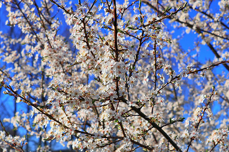 开花樱桃树春时盛开的美丽的樱桃树和梅花树花园叶子玉兰种子花束植物对角线天空李子生长背景