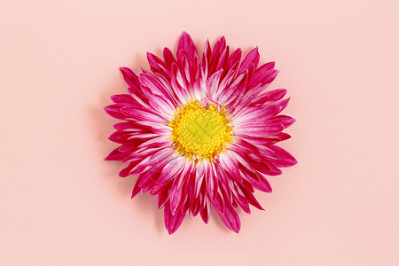 粉红色的菊花植物群雏菊花瓣宏观季节性粉色背景图片