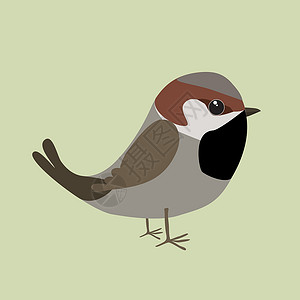 广泛的可爱的鹦鹉食种者羽毛除尘器账单卡通片麻雀插图野生动物翅膀种子插画