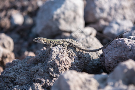 维苏维奥国家公园火山岩上的蜥蜴高清图片