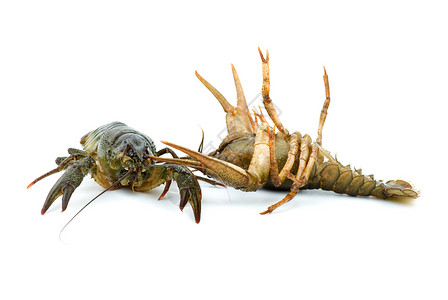 白底两条活龙虾被隔离在白底居住食物海鲜白色小龙虾绿色背景图片