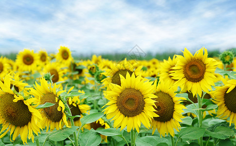 向日葵植物场地农业活力季节风景收成天空地平线植物群背景图片