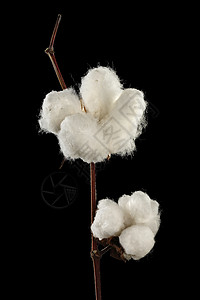 黑白的棉花植物资源植物学贸易商品衣服主食生长灌木纺织品背景图片
