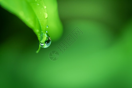 叶子在模糊的绿色植物 b 上特写绿叶的自然观花园阳光树叶公园背景绿色季节植物墙纸生态背景图片