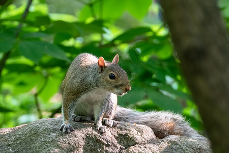 石头上小松鼠石头上的小甜松鼠哺乳动物森林植物生活环境快乐荒野野生动物毛皮动物背景