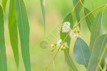 桉树叶生物学球状体坚果叶子植物绿色药品阳光胶树枝条高清图片