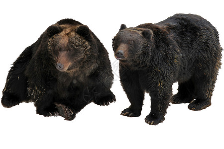 棕熊表情包爱你两只日本棕熊在白色背景上 被孤立的日本棕熊有爸爸背景