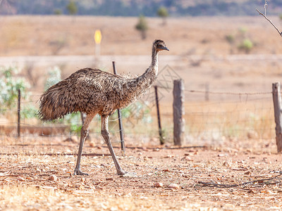 澳大利亚的Emu Bird鸟类鸸鹋旅行羽毛荒野生活岩石公园动物群旅游背景图片