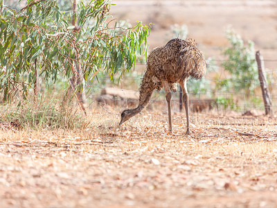 澳大利亚的Emu Bird国家沙漠旅行公园荒野动物鸟类岩石动物群羽毛背景图片