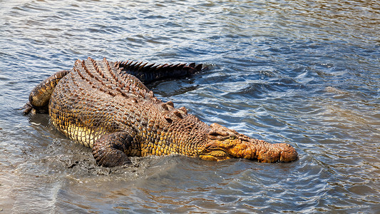 盐水鳄鱼澳大利亚鳄鱼红色野生动物牙科危险爬虫食肉攻击盐水动物热带背景