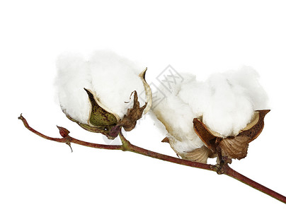 棉花柔软度胶囊白色资源衣服棉铃植物学植物商品贸易背景图片