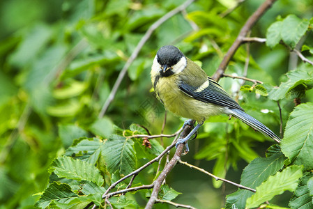 大踏在树上单只鸟绿色俘虏野生动物黄色山雀动物鸣禽背景图片